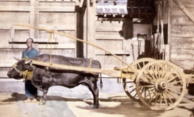 Chinese man met een wagen en os, 1890 door John Thomson